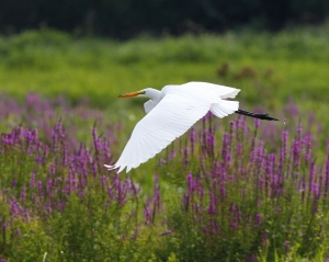 Great Egret, by Matthew Zeitler