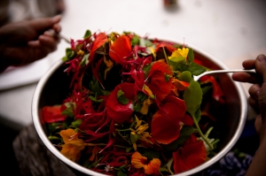 Foraging with Dina 2014 Salad