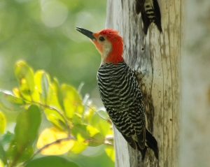 Red-bellied woodpecker, by Lance Verderame