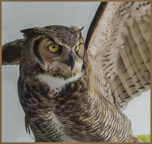 great-horned-owl-ravensbeard