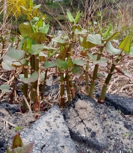 Japanese Knotweed breaking through pavement near Little Beaverkill