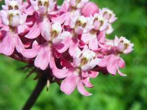 Milkweed by Heather Housekeeper