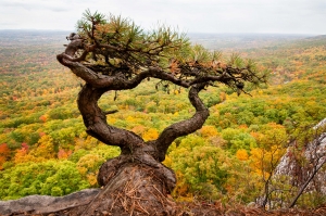 Pitch pine on top of the Trapps overlooking Wallkill valley Photo by Nora Scarlett